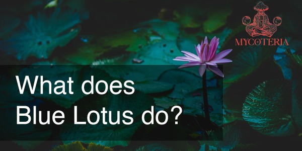 What Does Blue Lotus Do? Guide to Its Effects and Uses