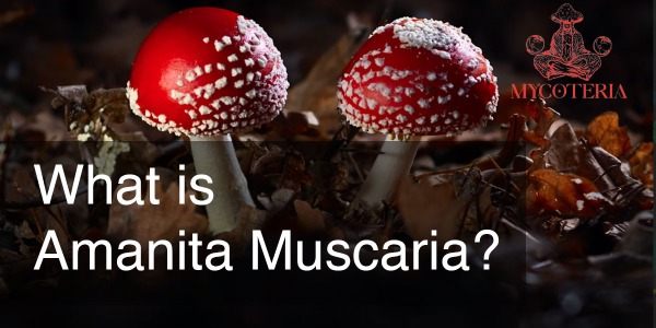 What Is Amanita Muscaria? Understand this Iconic Mushroom