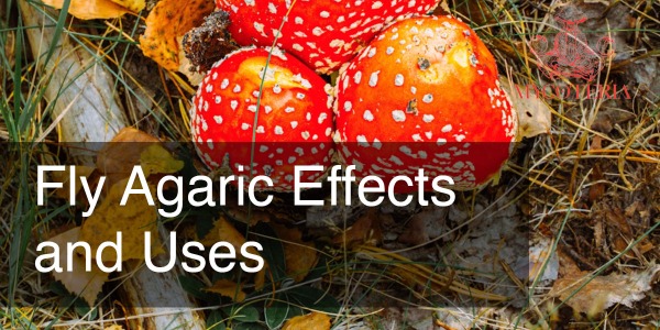 Fly Agaric Effects, Uses (In-Depth Look)