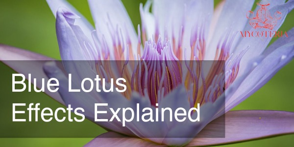 Blue Lotus Effects 2024 Information