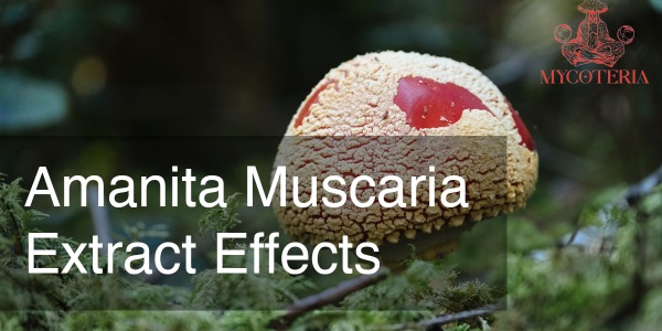 Amanita Muscaria Extract Effects