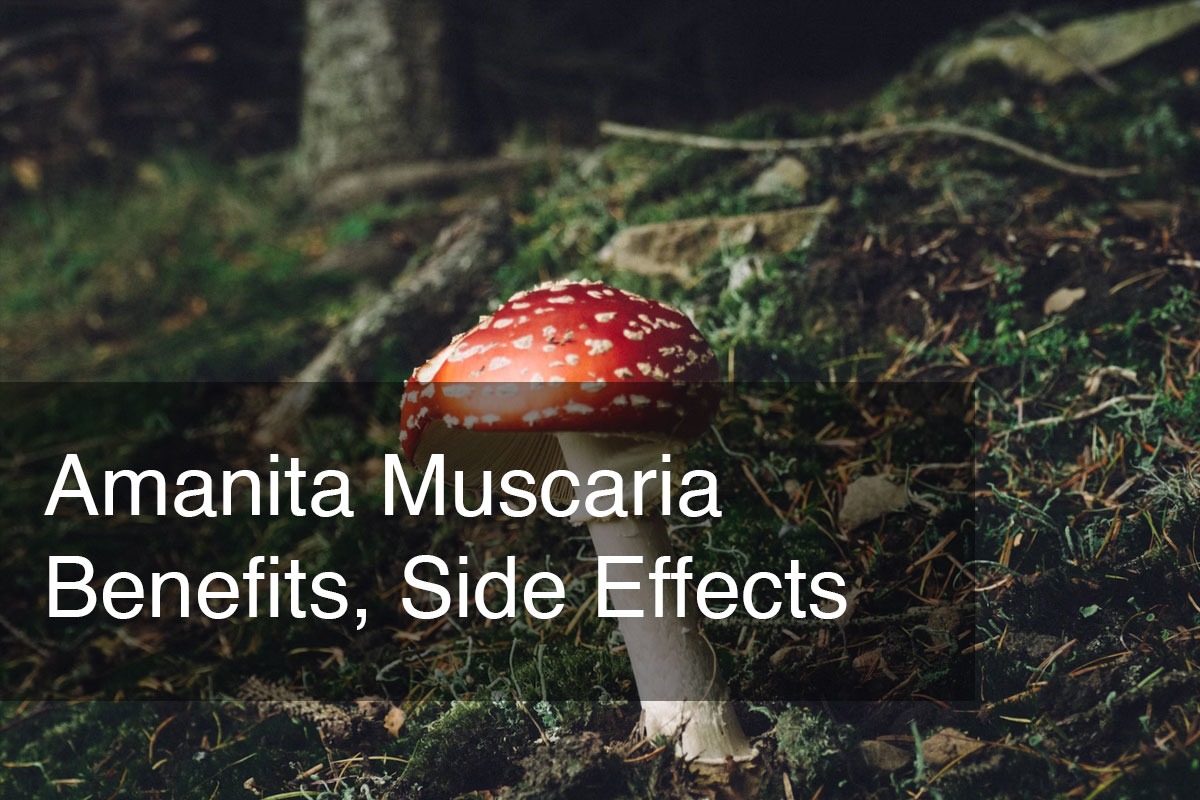 Amanita Muscaria Vorteile Nebenwirkungen