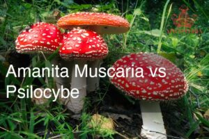 Amanita Muscaria vs. Psilocybin Pilze