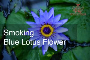 Blauer Lotus Blume rauchen