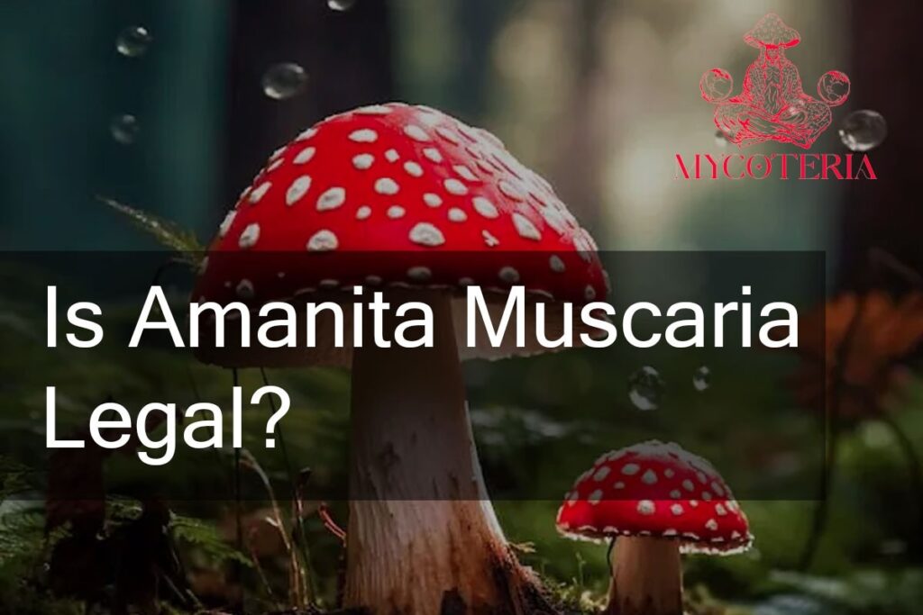 is amanita legal