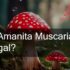 is amanita legal